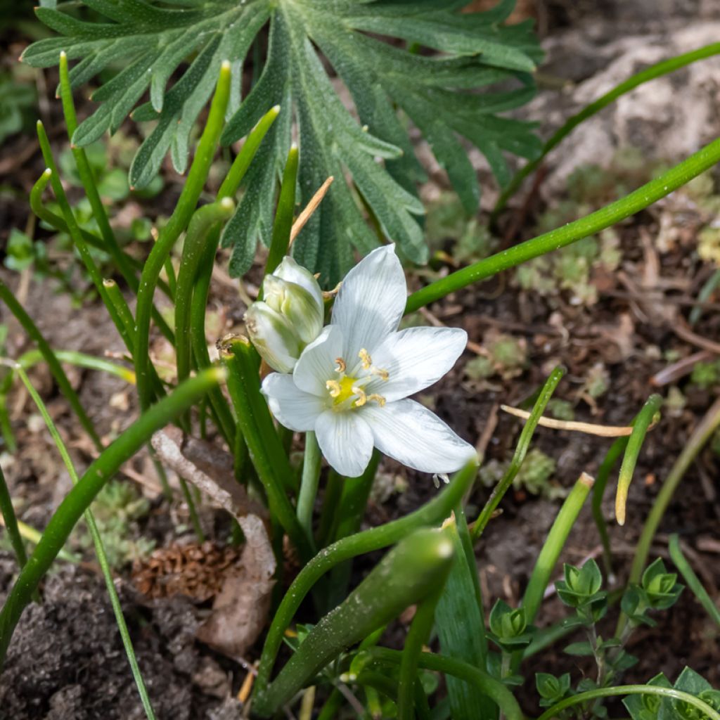 Ornithogalum oligophyllum White Trophy - Vogelmelk
