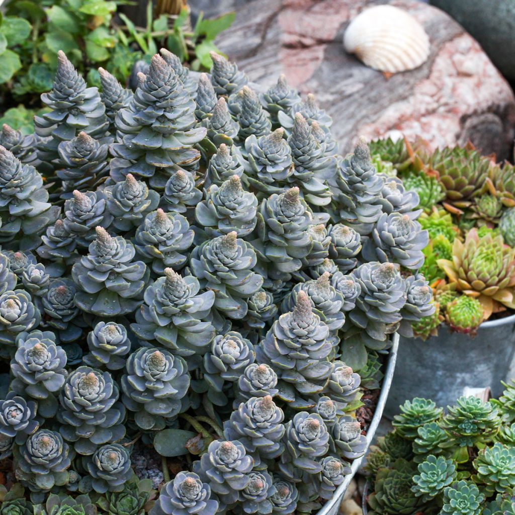 Orostachys iwarenge - Chinese clownsmuts