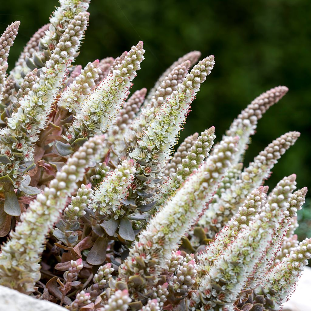 Orostachys iwarenge - Chinese clownsmuts