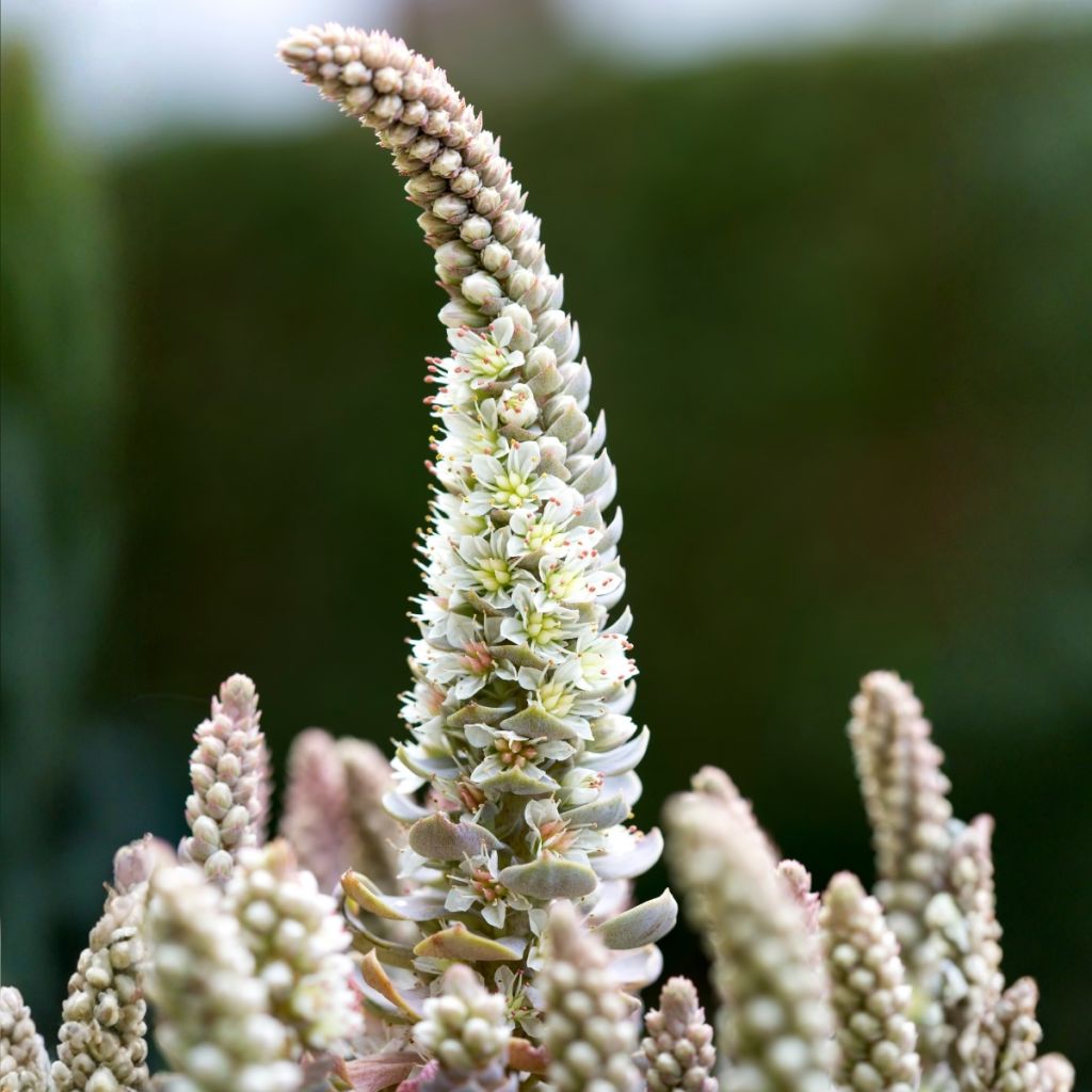 Orostachys iwarenge - Chinese clownsmuts