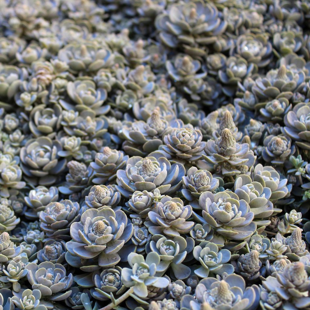 Orostachys iwarenge - Chinese clownsmuts
