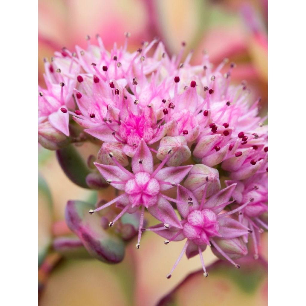 Sedum sieboldii - Vetkruid