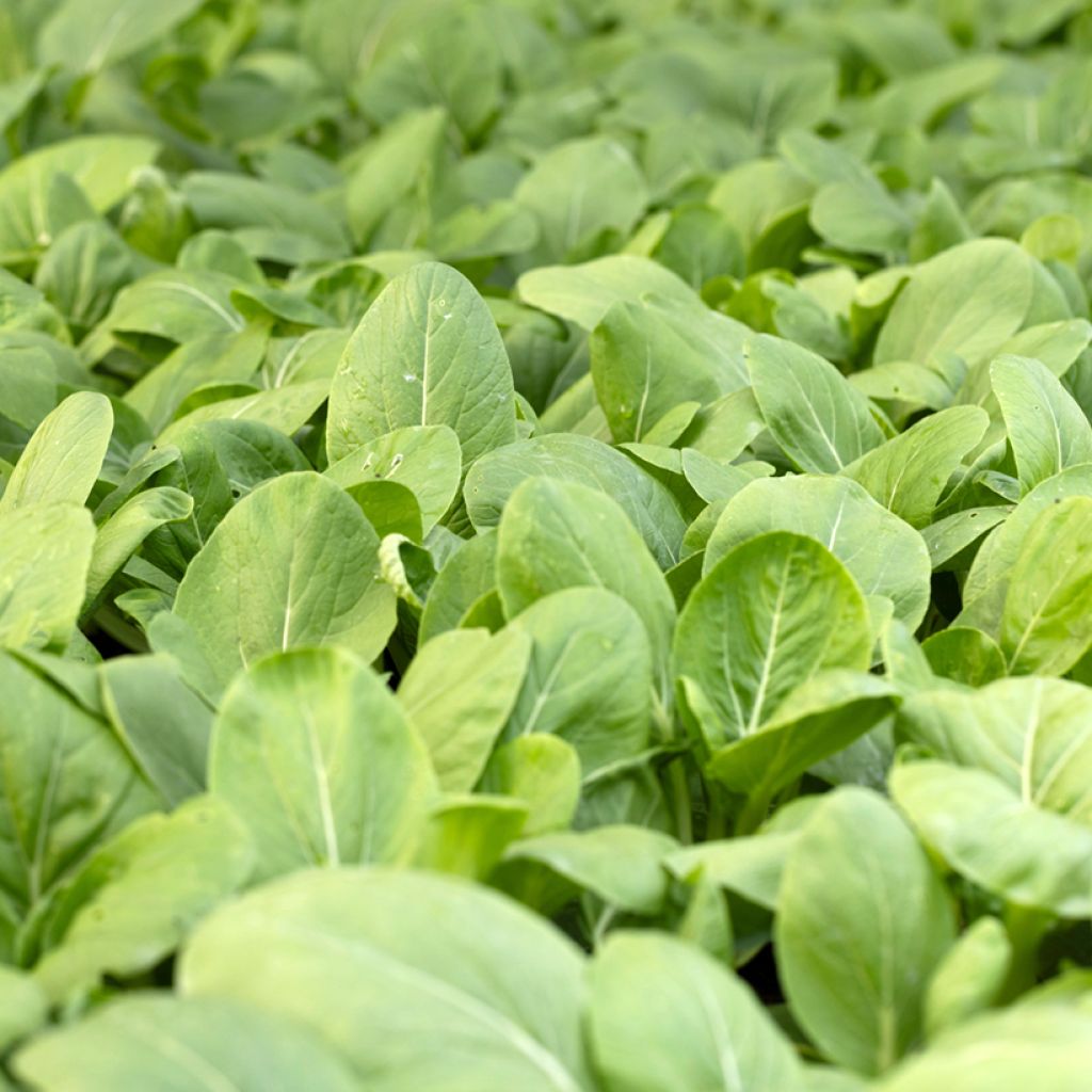 Spinaziezuring BIO Ferme de Sainte Marthe - Rumex patientia