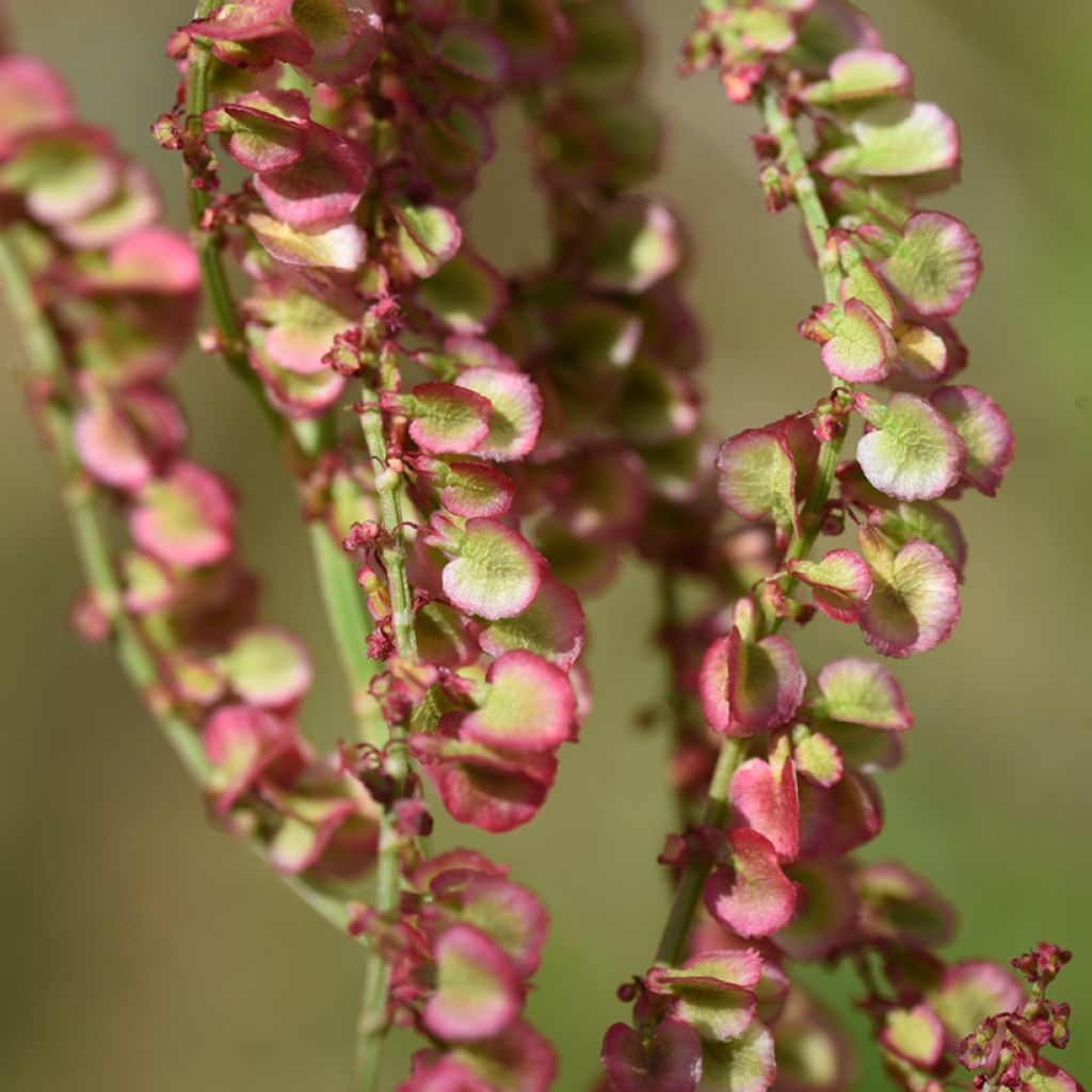 Veldzuring - Rumex acetosa (zaad)