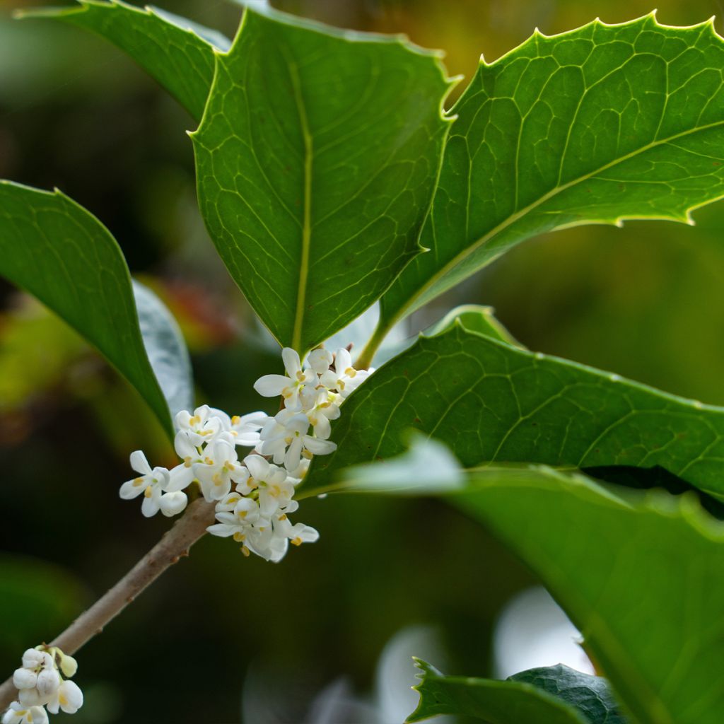 Osmanthus heterophyllus - Schijnhulst
