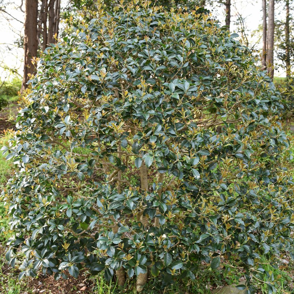 Osmanthus heterophyllus - Schijnhulst