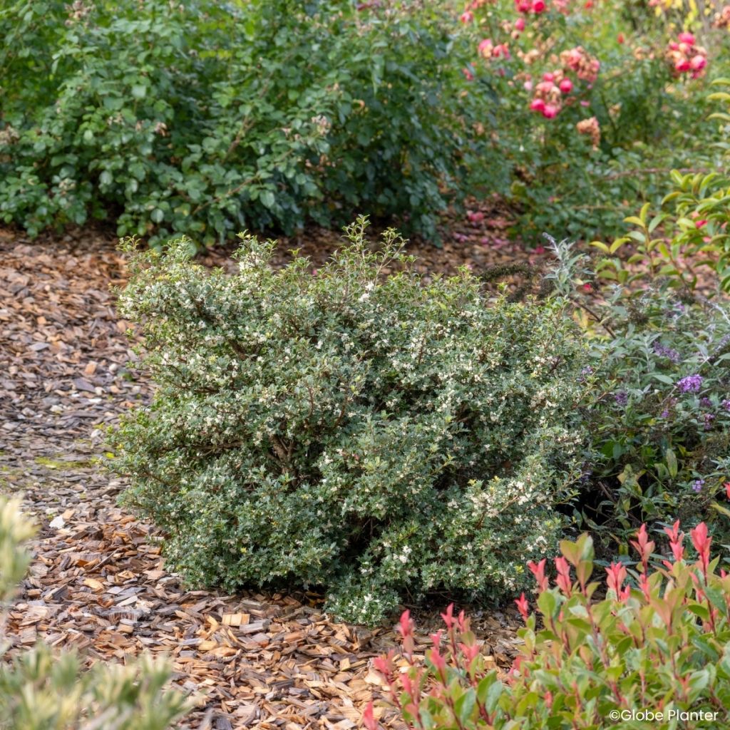Osmanthus heterophyllus Perfume Party - Schijnhulst