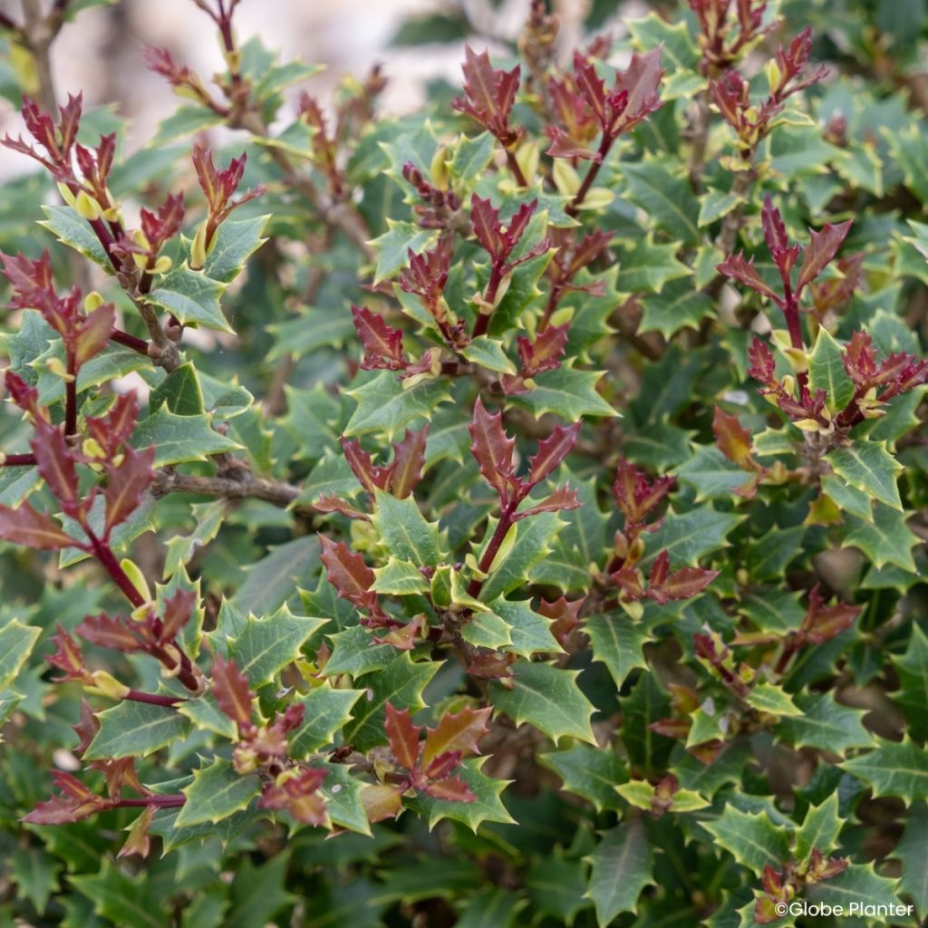 Osmanthus heterophyllus Perfume Party - Schijnhulst