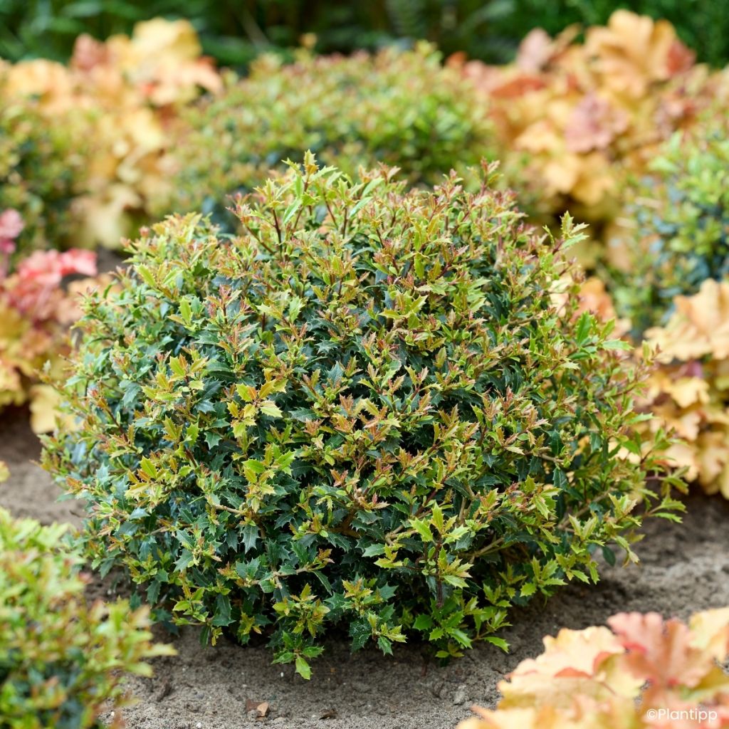 Osmanthus heterophyllus Perfume Party - Schijnhulst