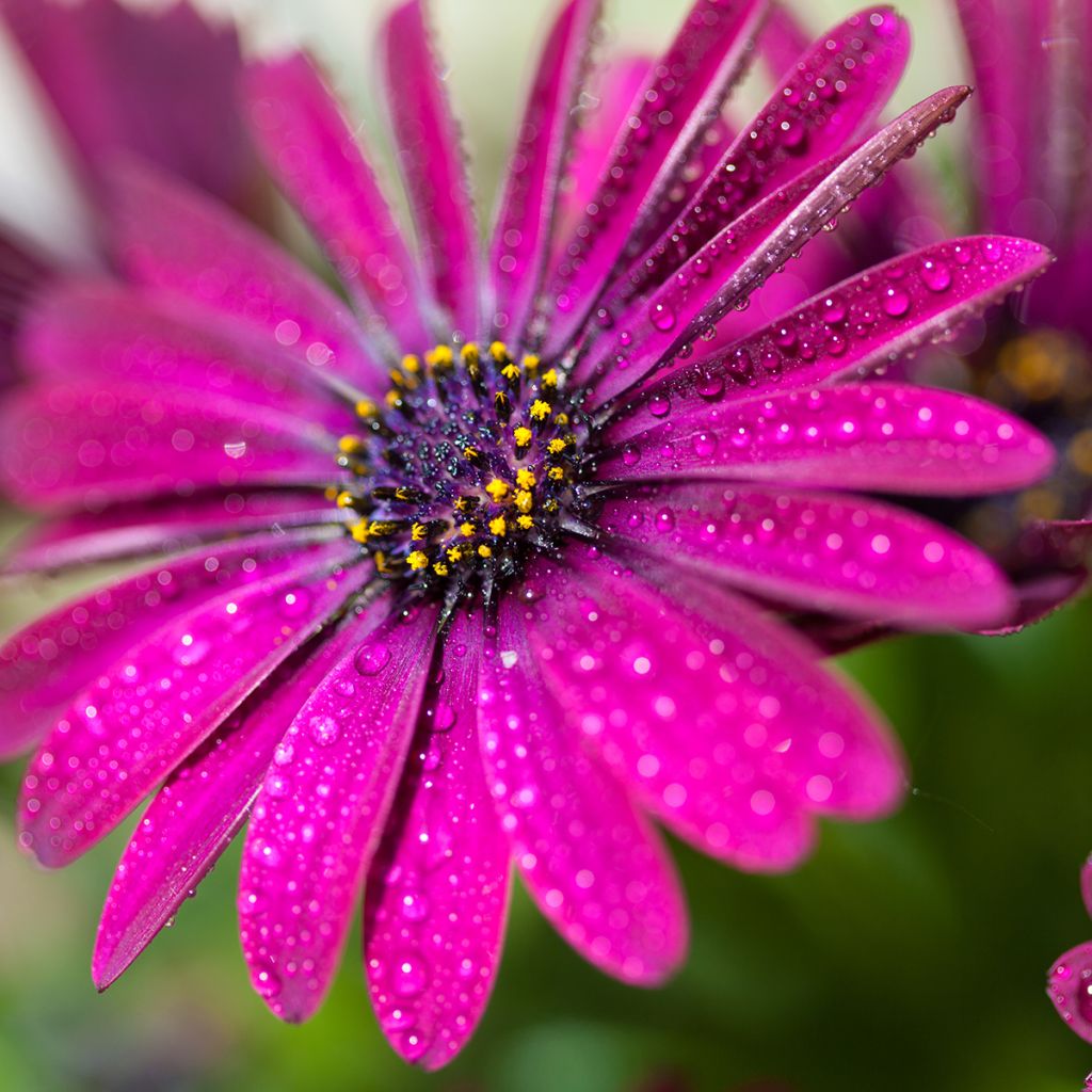 Osteospermum Dalina Bright Purple - Spaanse margriet
