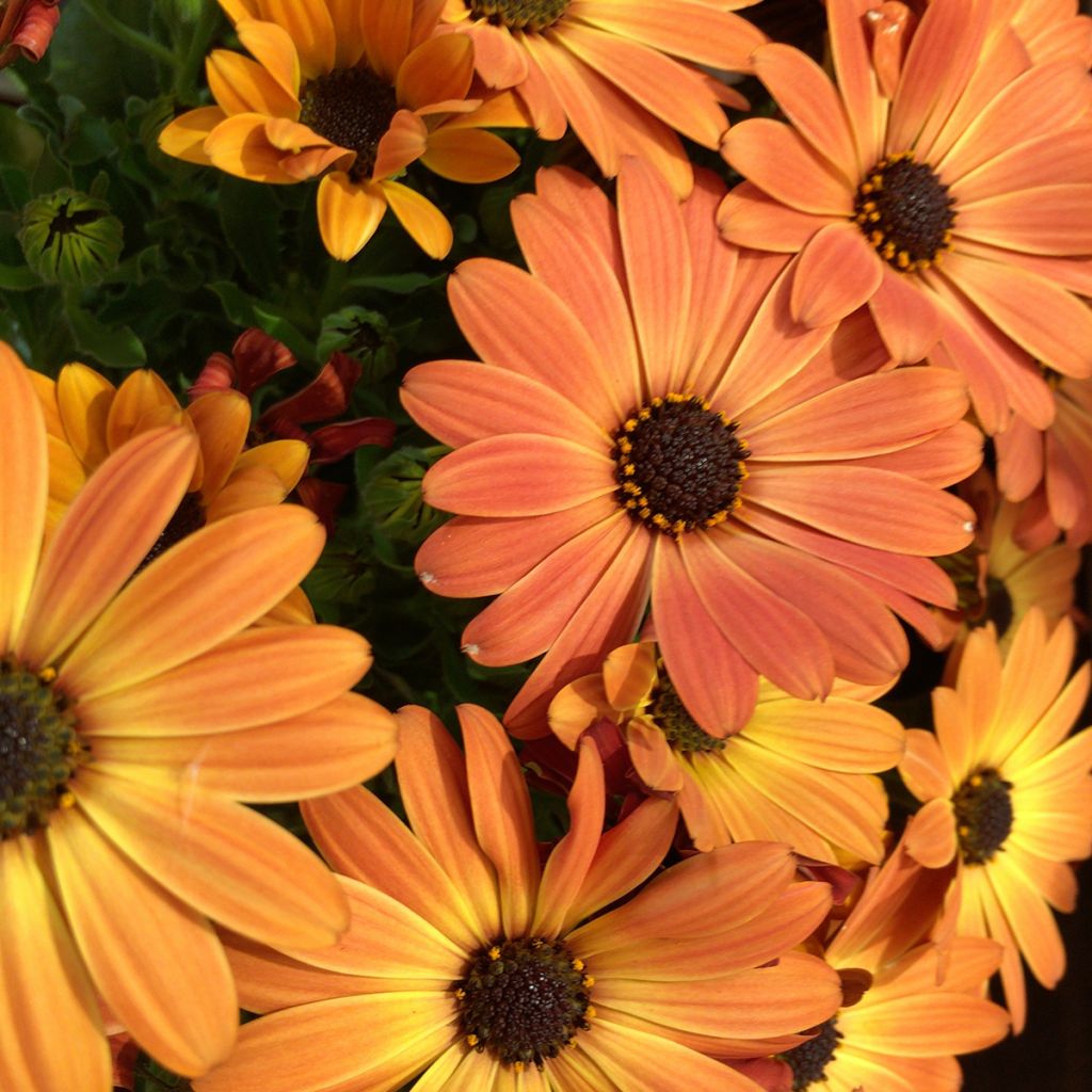 Osteospermum Dalina Orange - Spaanse margriet