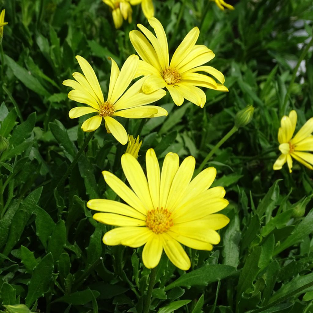 Osteospermum Voltage Yellow - Spaanse margriet