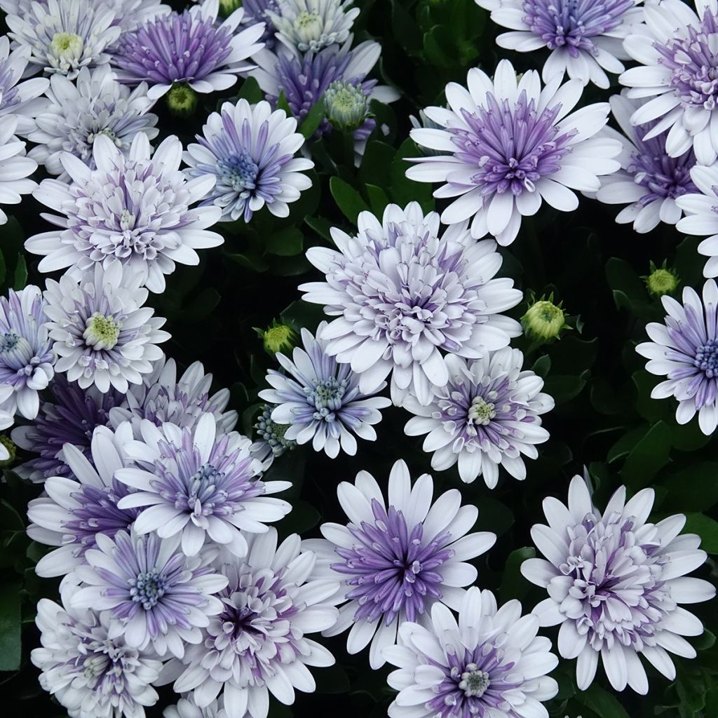 Osteospermum ecklonis 3D Steel Blue - Spaanse margriet