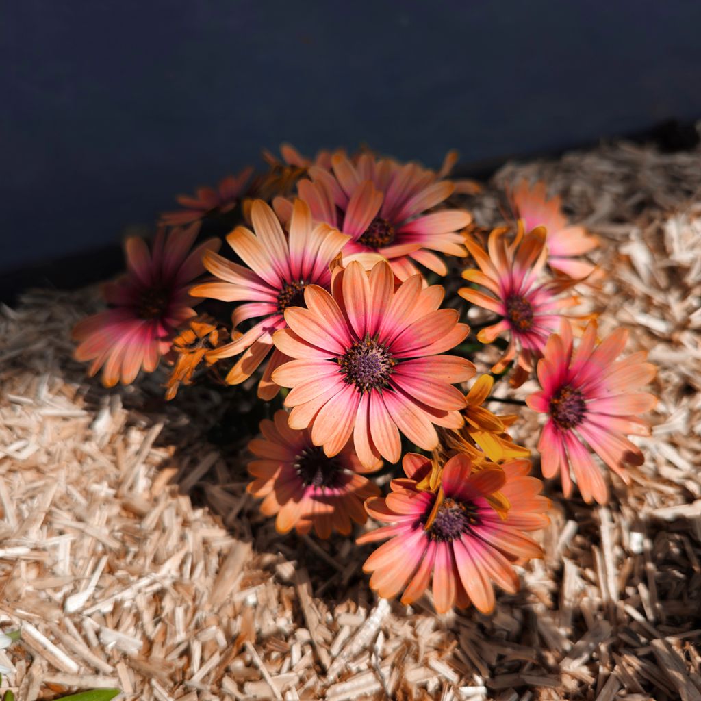 Osteospermum Cape Daisy Fireburst - Spaanse margriet