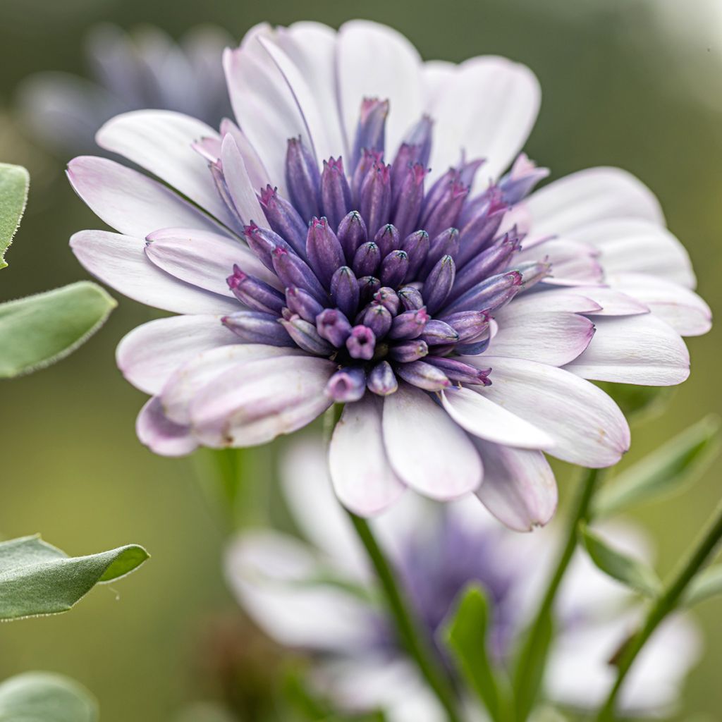 Osteospermum ecklonis 3D Steel Blue - Spaanse margriet