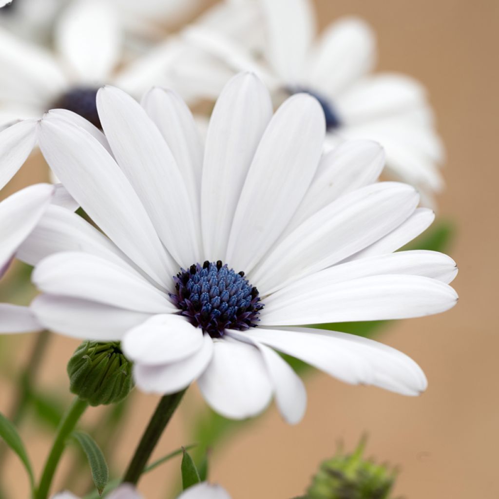 Osteospermum Glistening White (zaad) - Spaanse margriet