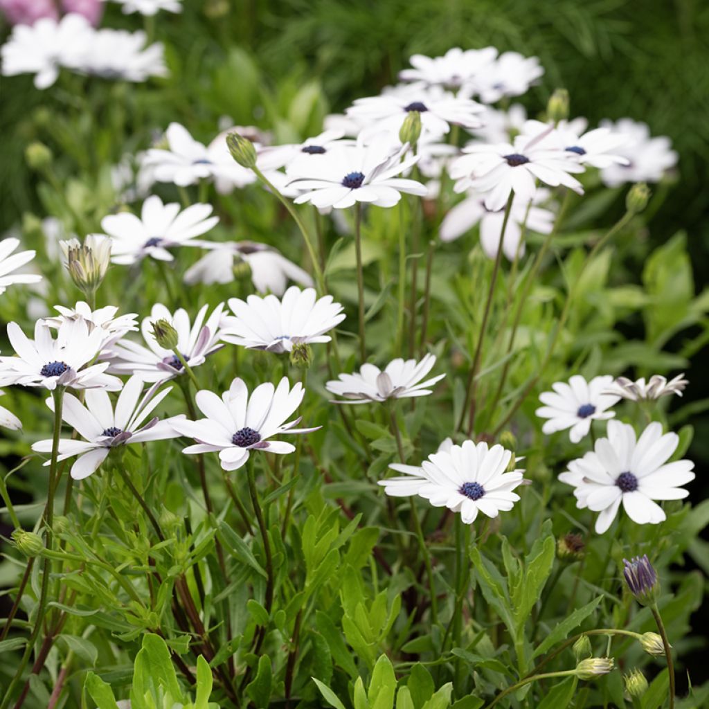 Osteospermum Glistening White (zaad) - Spaanse margriet