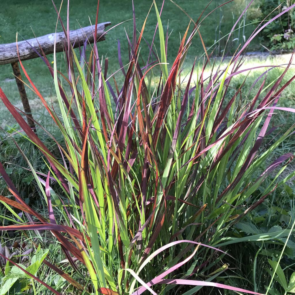 Panicum virgatum Oxblood Autumn - Vingergras