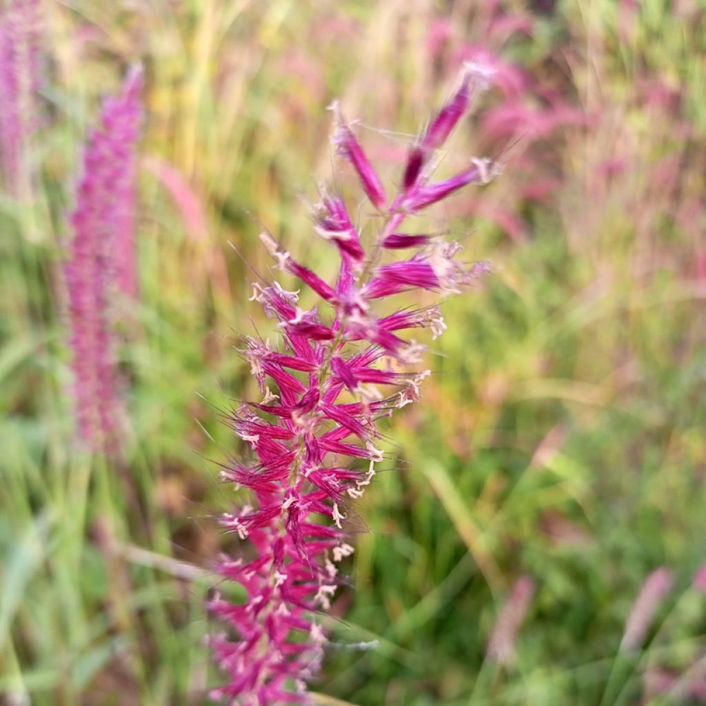 Persicaria amplexicaulis Amethyst - Duizendknoop