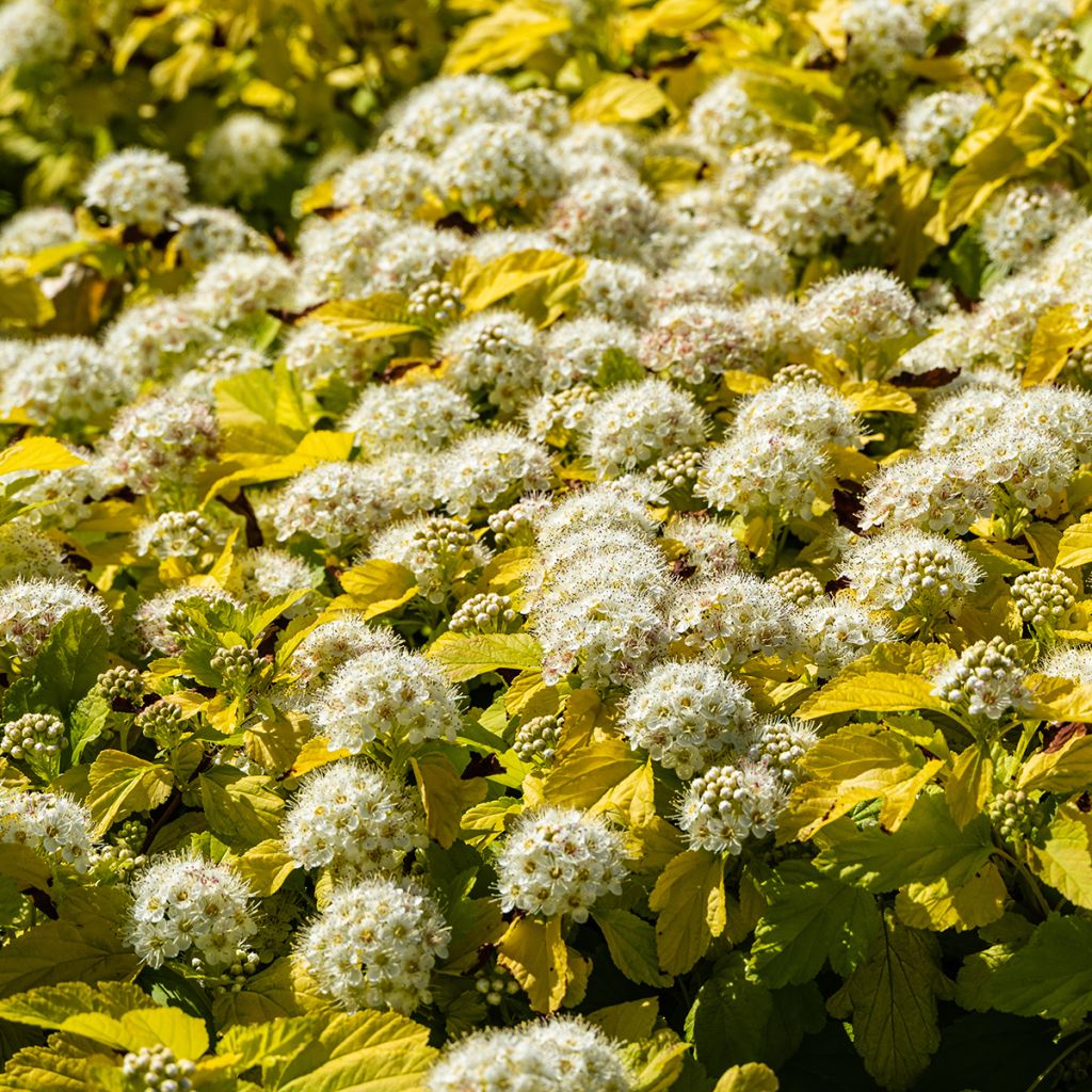 Physocarpus opulifolius Nugget - Blaasspirea