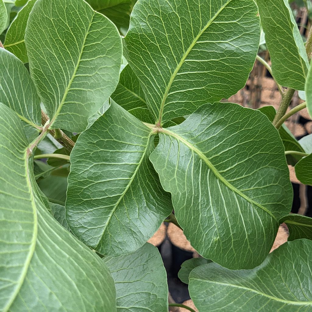 Pistacheboom Peters (mannelijk)