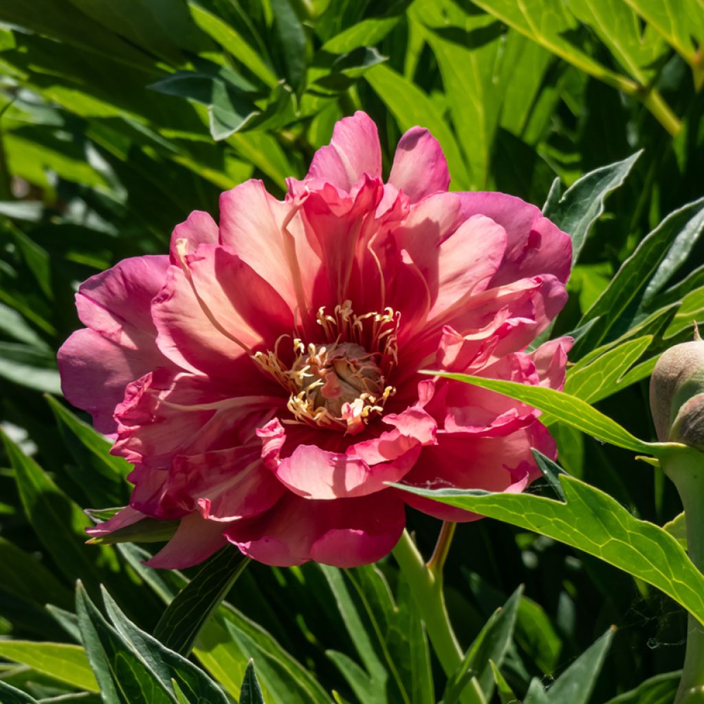 Paeonia Itoh Julia Rose - Itoh-pioen