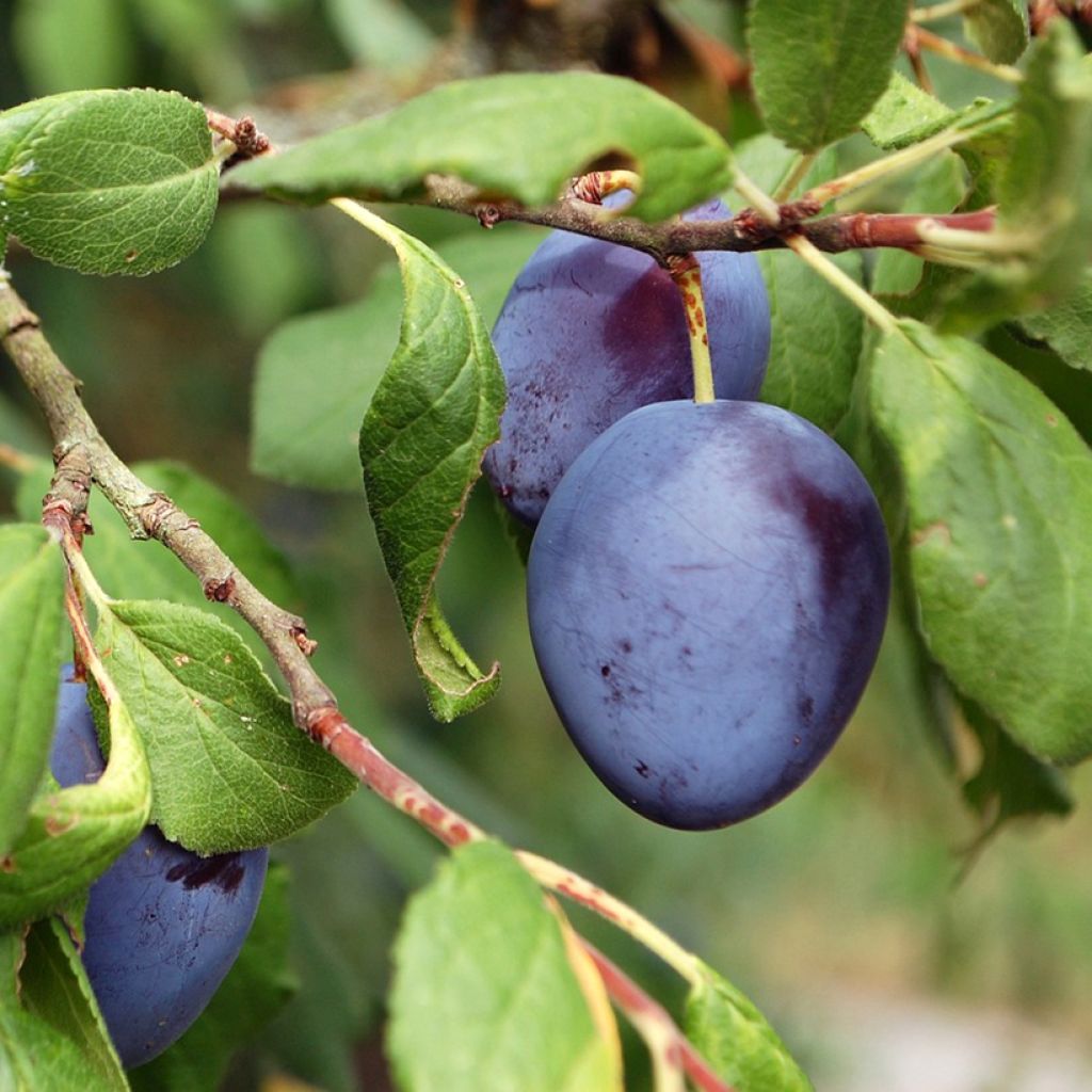 Pruim Koningin van Tours