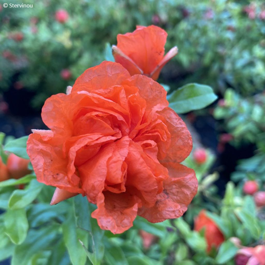 Punica granatum Nana Racemosa - Granaatappel nain