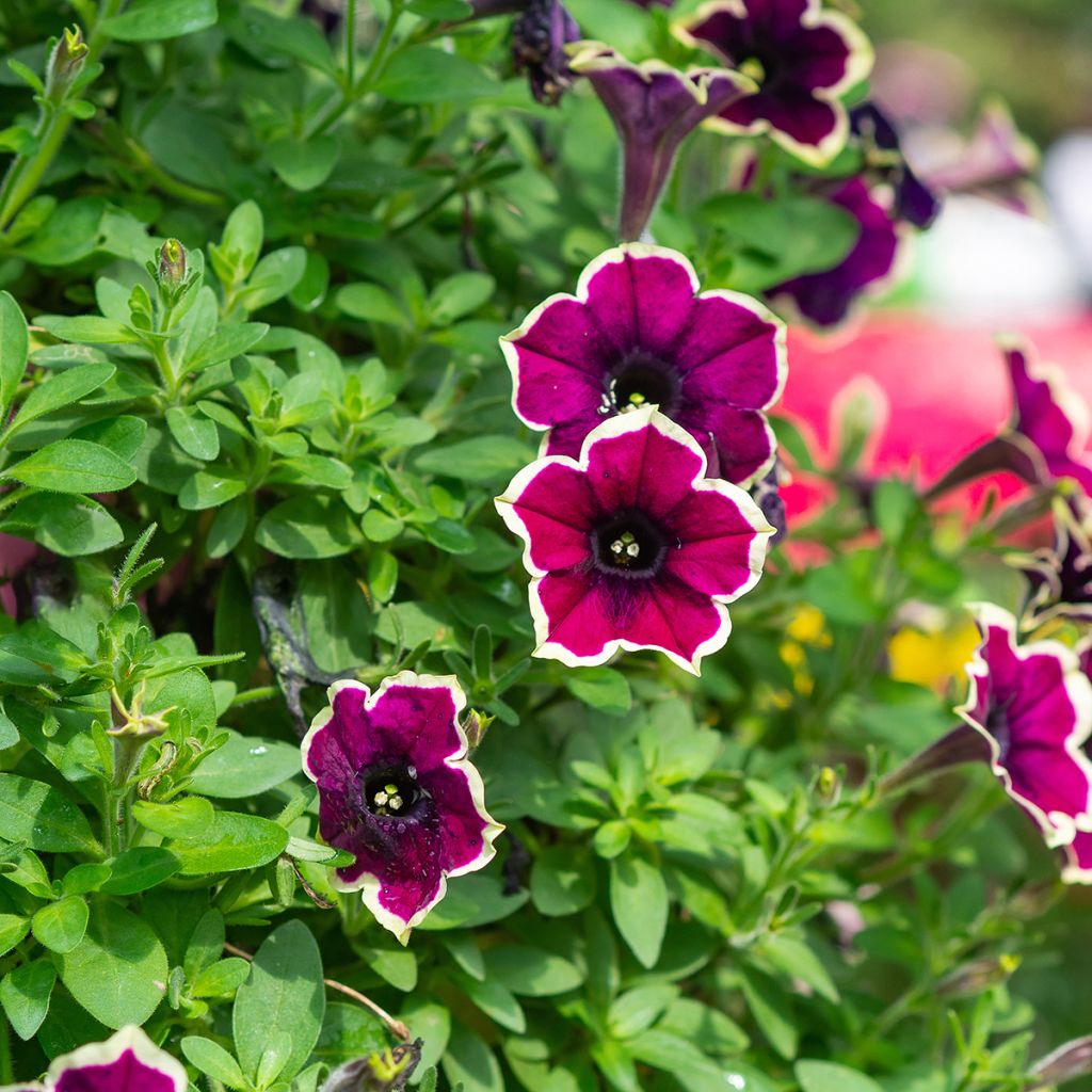 Petunia Cardinal Rim - Hangpetunia
