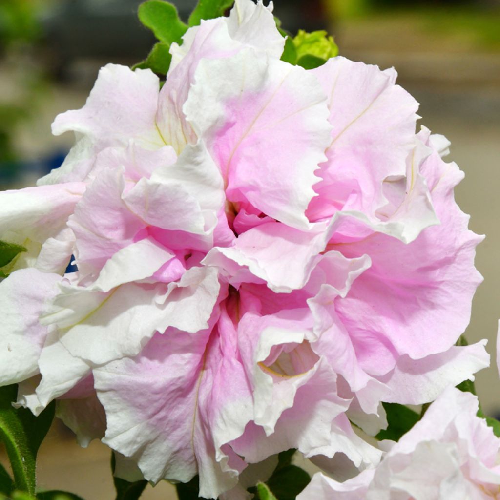 Petunia Cascade Pink Orchid Mist F1 (zaad) - Hangpetunia