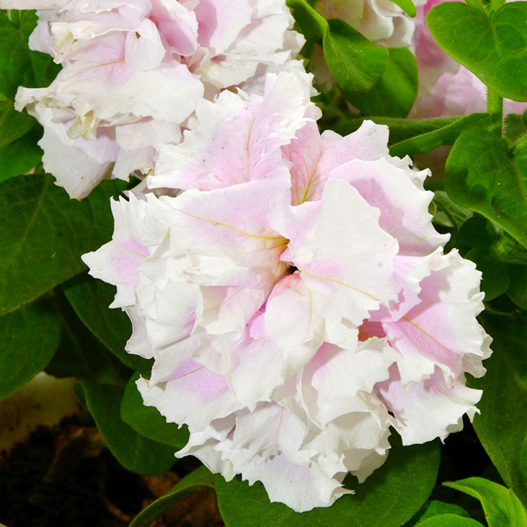 Petunia Cascade Pink Orchid Mist F1 (zaad) - Hangpetunia