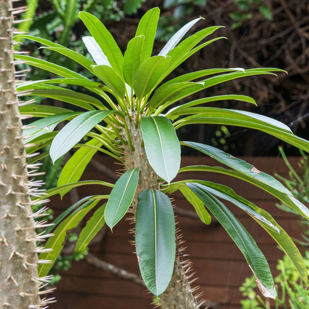 Pachypodium lamerei - Madagaskarpalm