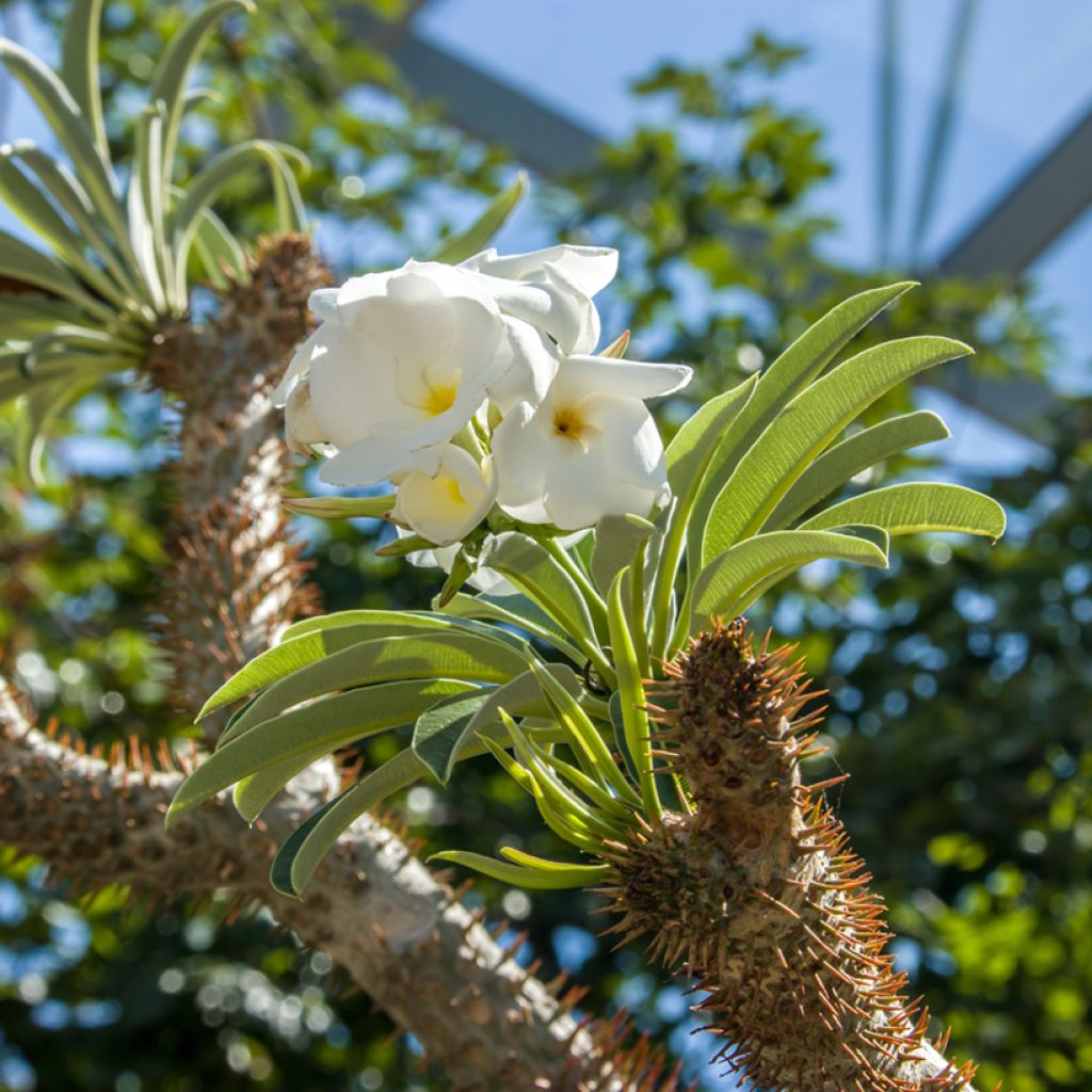 Pachypodium lamerei - Madagaskarpalm