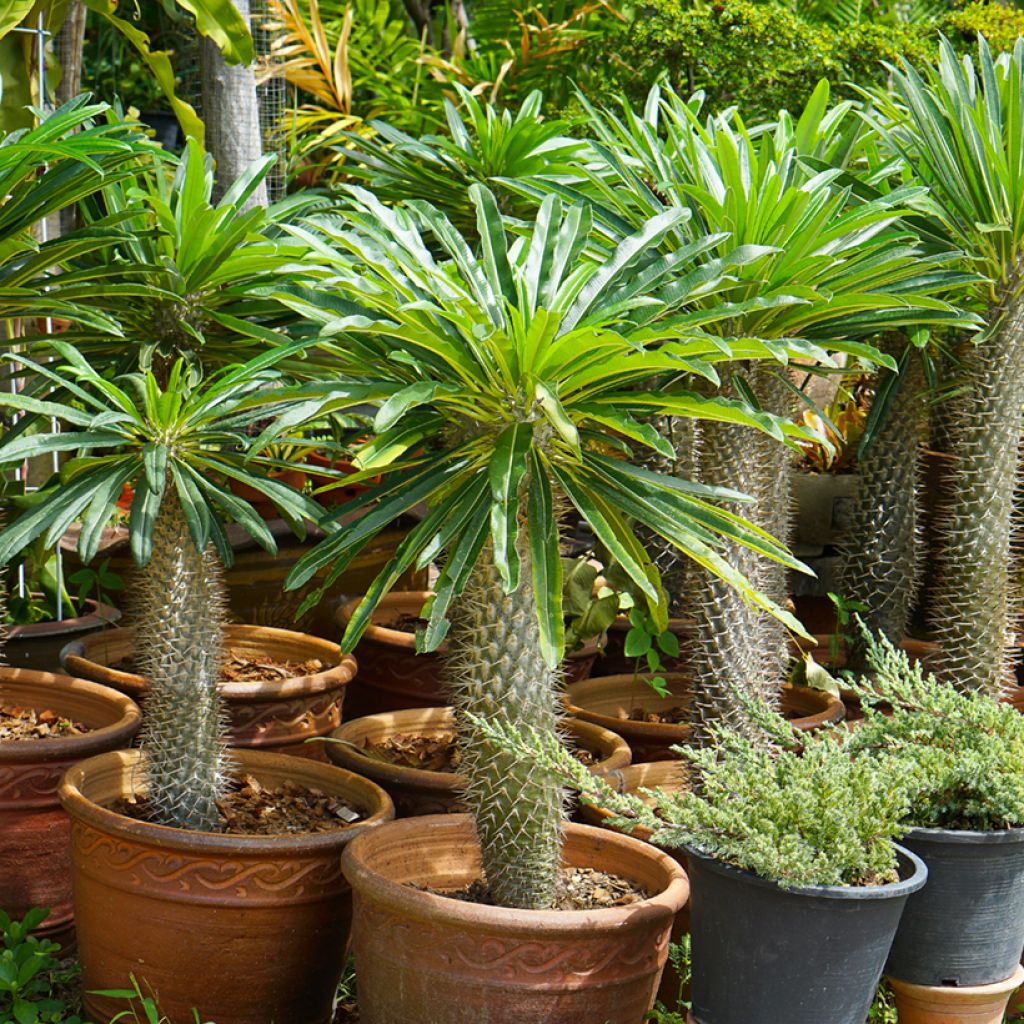 Pachypodium lamerei - Madagaskarpalm