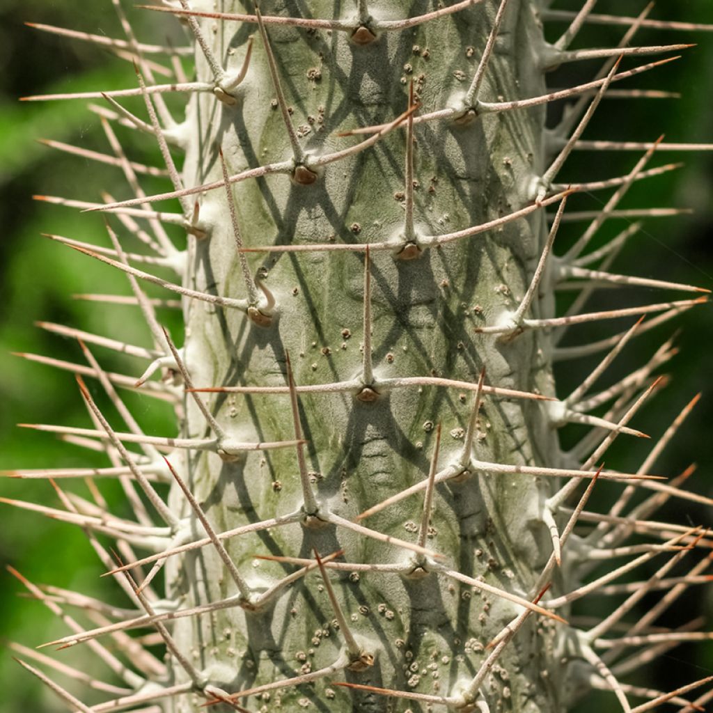 Pachypodium lamerei - Madagaskarpalm