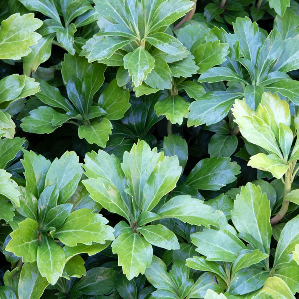 Pachysandra terminalis Green Sheen - Schaduwkruid