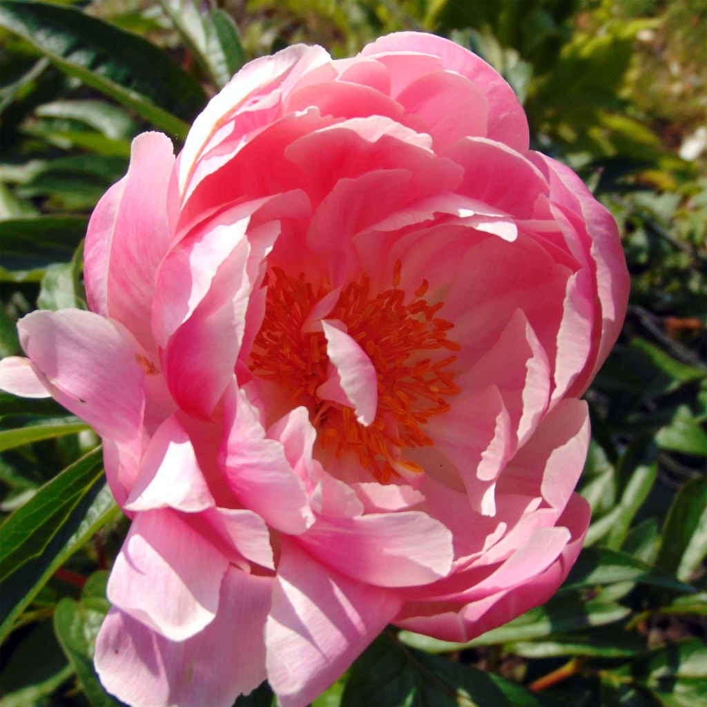 Pivoine lactiflora Coral Charm