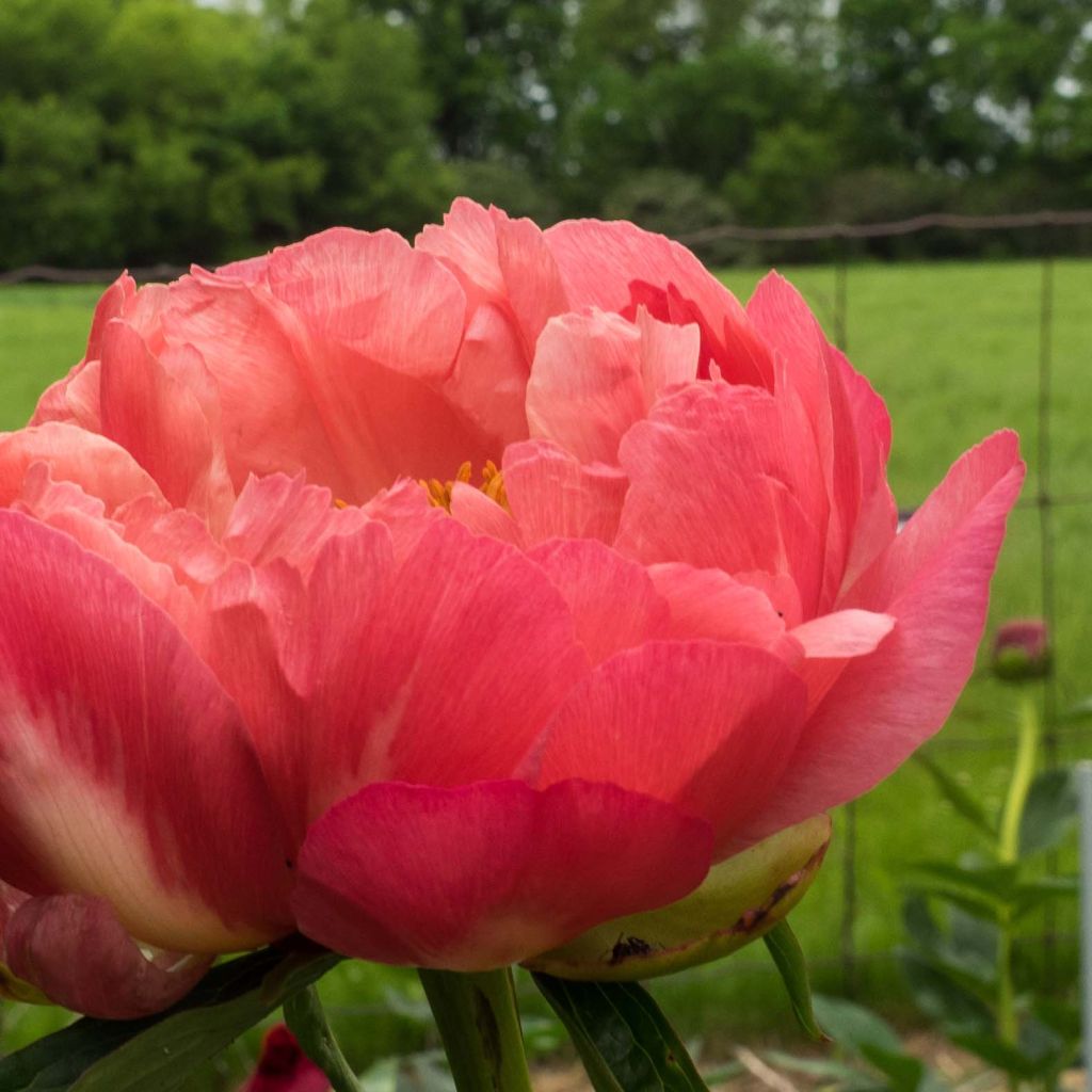 Pivoine lactiflora Coral Charm
