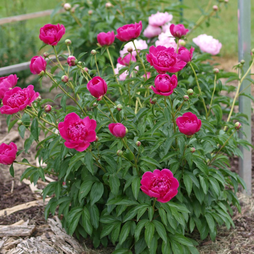 Paeonia lactiflora Félix Crousse - Pioenroos
