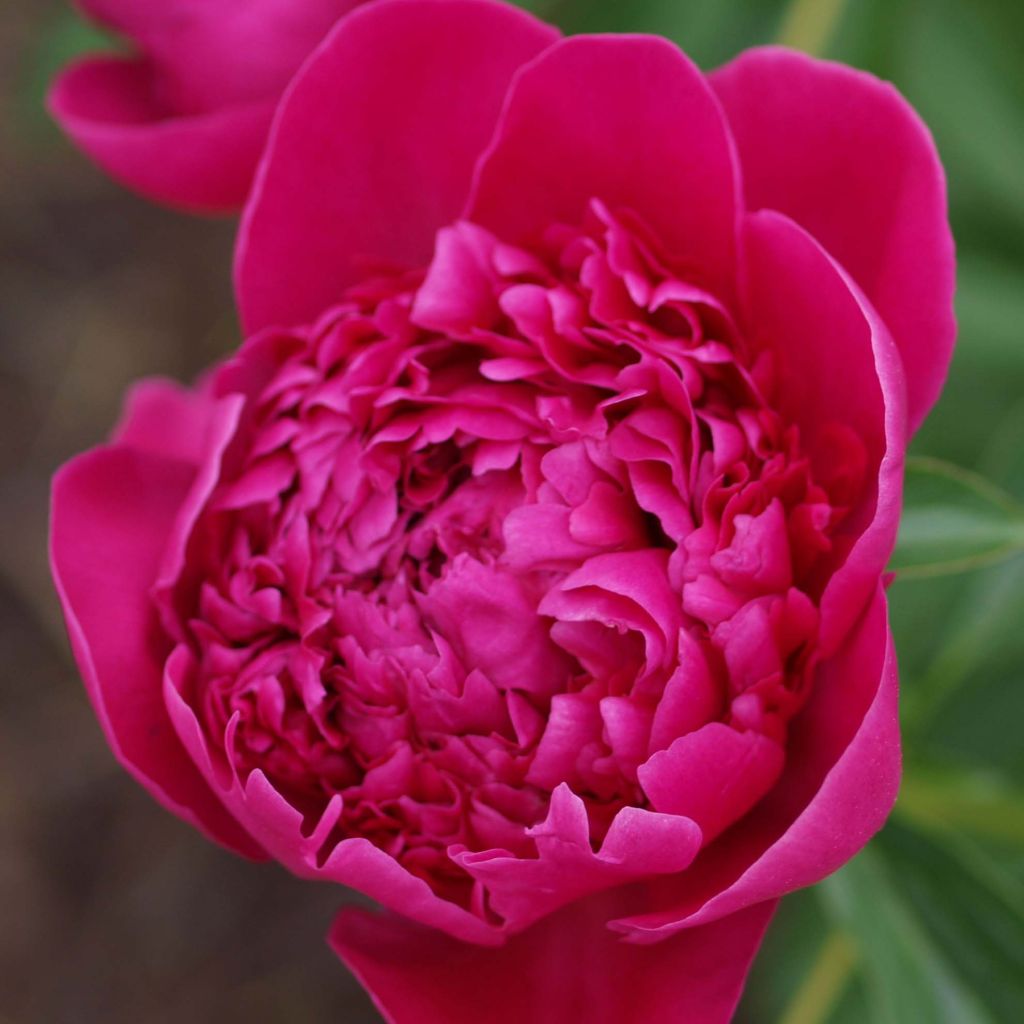 Paeonia lactiflora Félix Crousse - Pioenroos