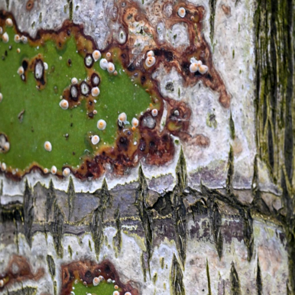 Dypsis decaryi - Driehoekspalm