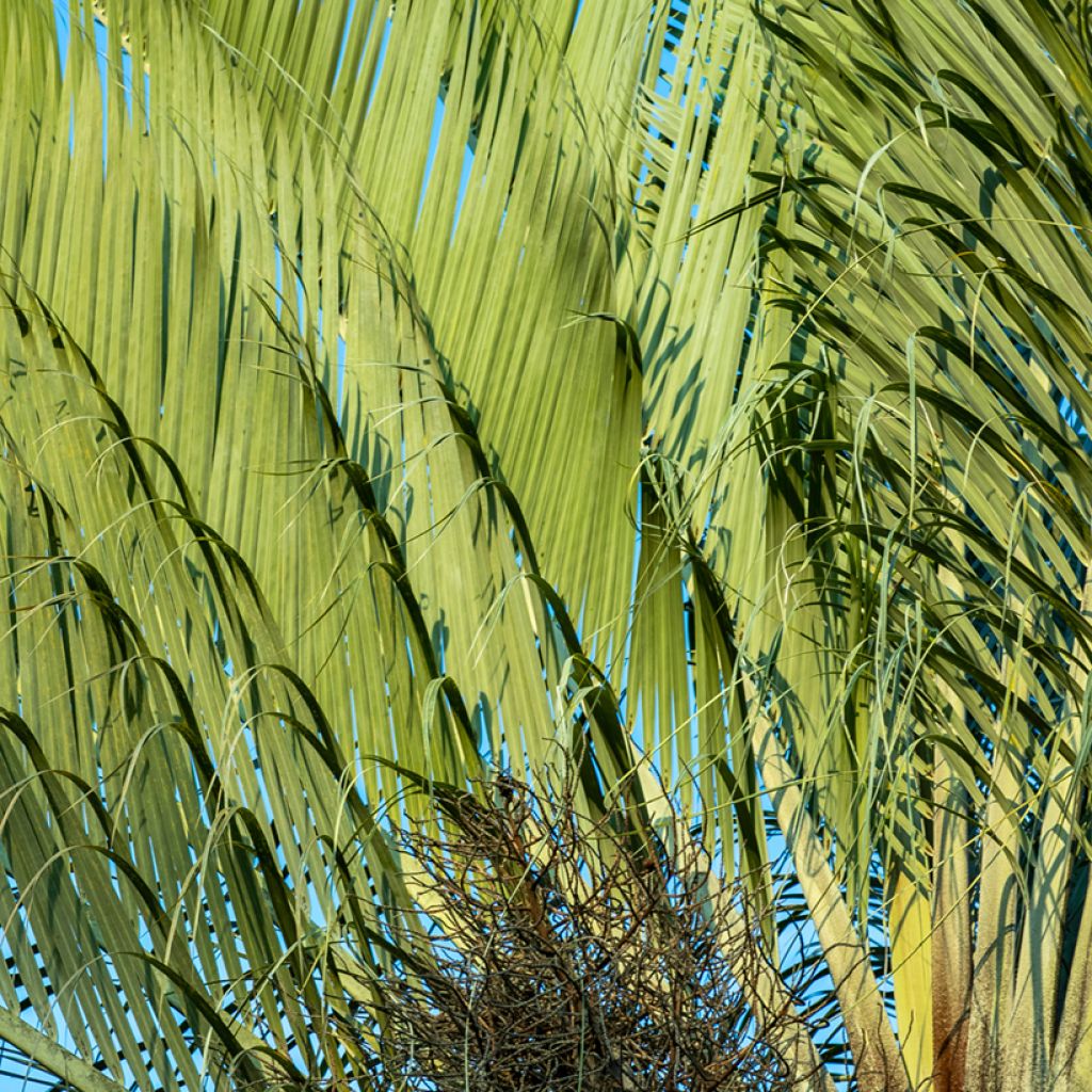 Dypsis decaryi - Driehoekspalm
