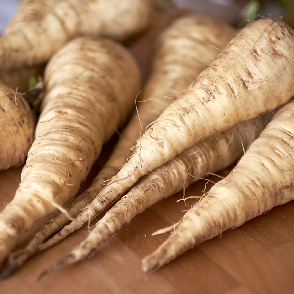 Pastinaak Tender And True