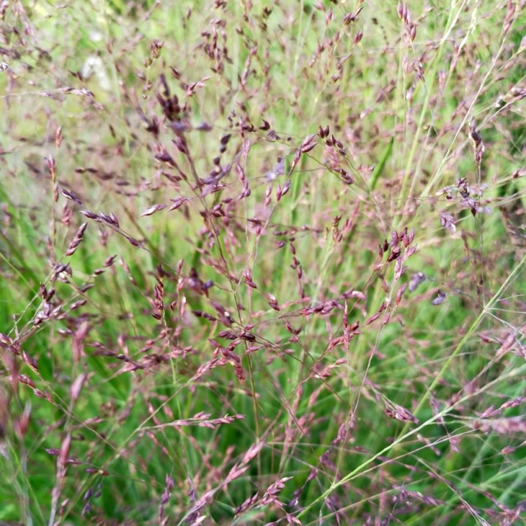 Panicum virgatum Purple Tears - Vingergras