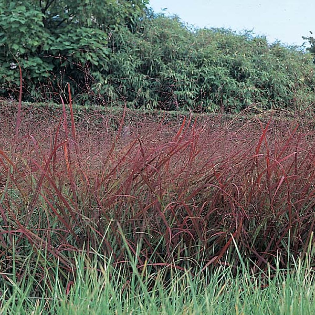 Panicum virgatum Rotstrahlbusch - Vingergras