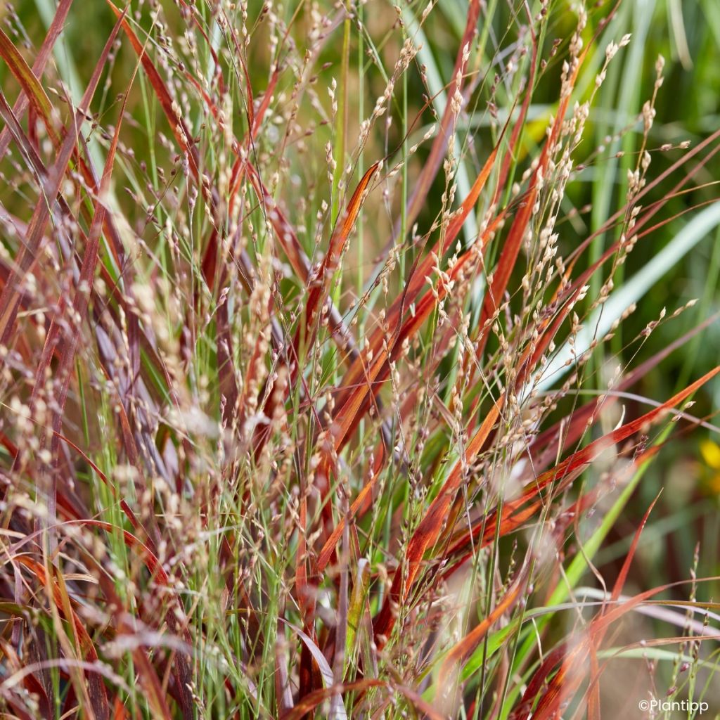 Panicum virgatum Hot Rod - Vingergras