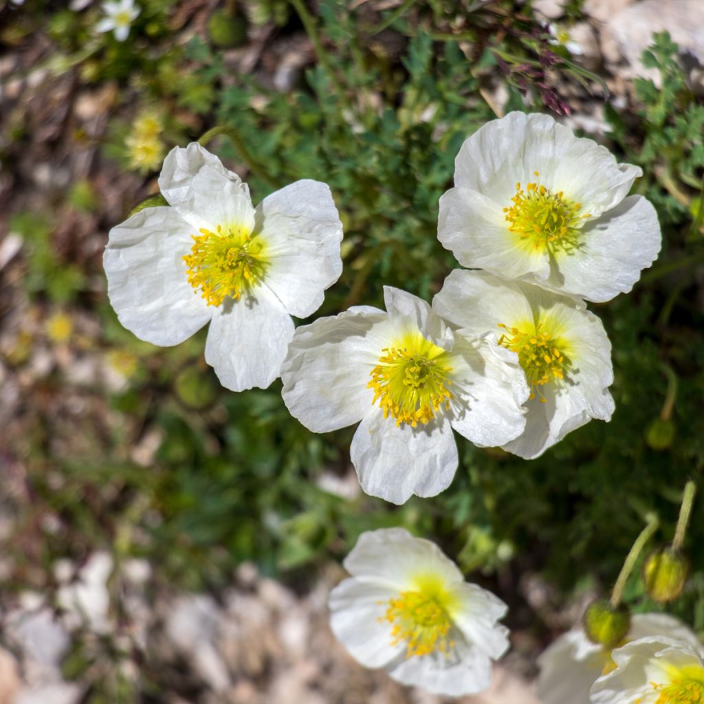 Papaver alpinum - Alpenklaproos