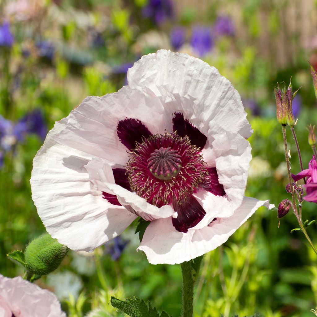Papaver orientale Royal Wedding  - Oosterse papaver
