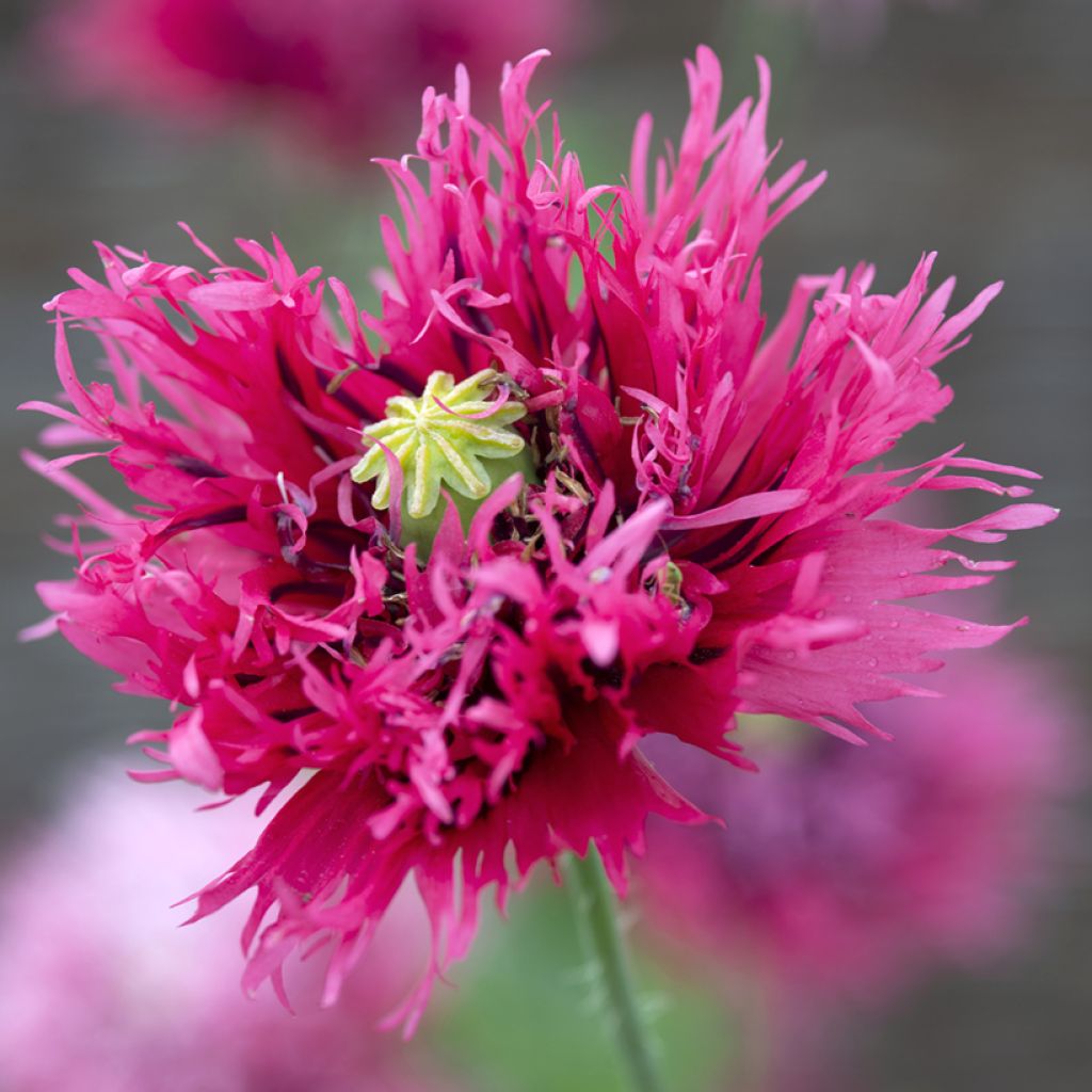 Papaver somniferum Rose Feathers (zaad) - Eenjarige slaapbol