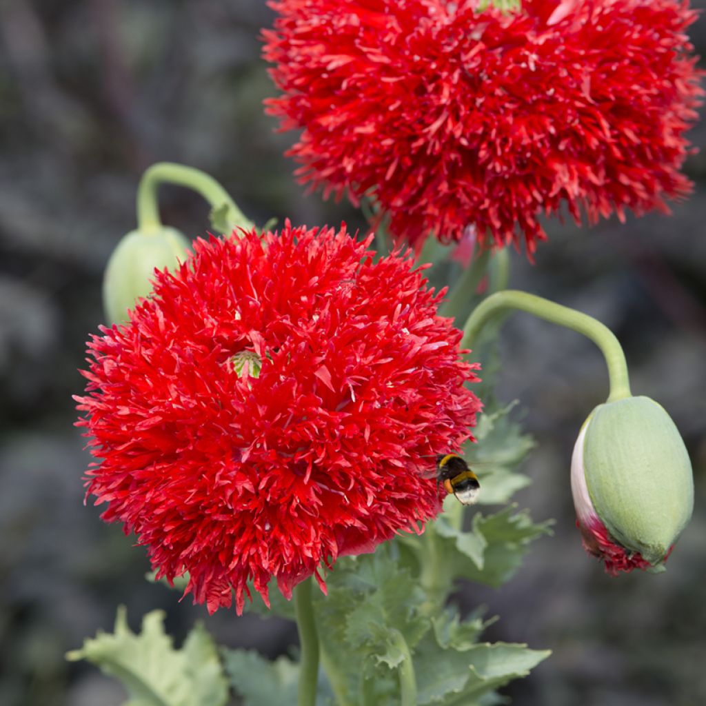 Papaver somniferum Laciniatum Scarlet (zaad) - Eenjarige slaapbol